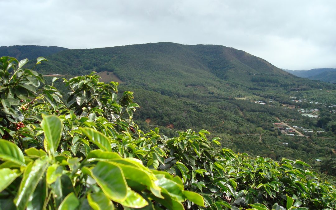 A coffee plant on a Costa Rican coffee farm