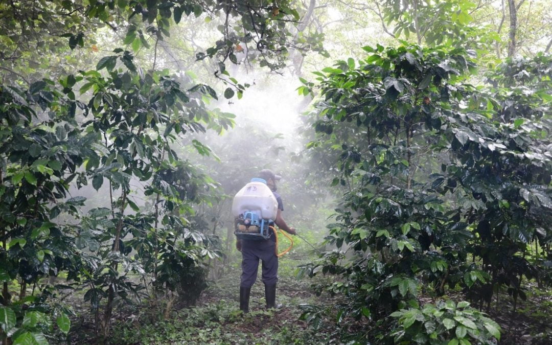 A coffee farmer fertilising coffee plants