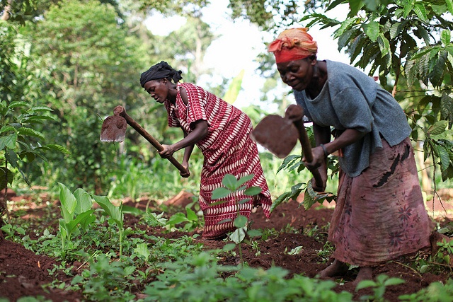 Smallholder coffee farmers farming coffee beans